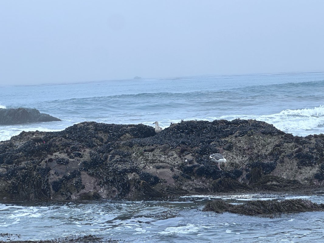 walking near me in Cambria State Marine Conservation Area in summer