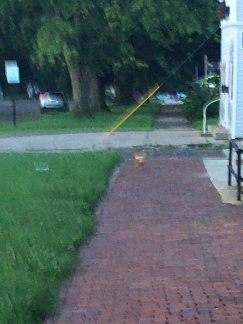 walking near me in Courthouse Park in winter