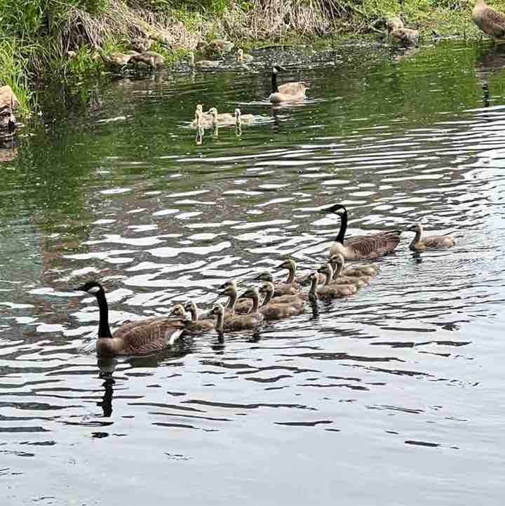 Creekside 2023 blanca.perez post image