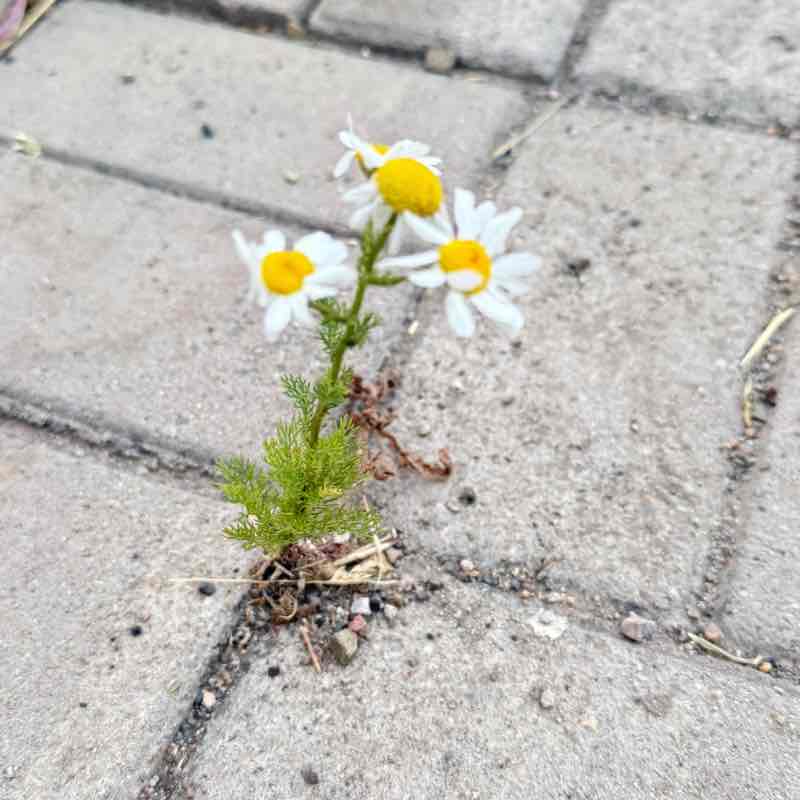 Марафон 70кг Сапаркуль post image