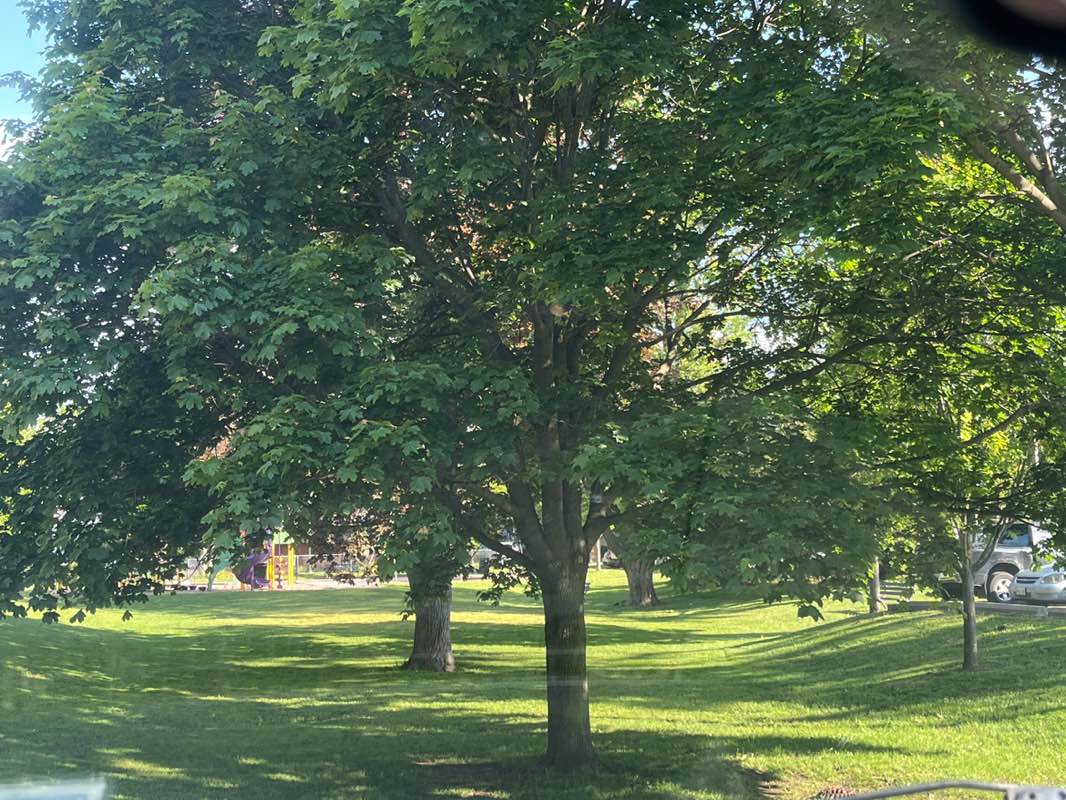 walking near me in Lions Park in spring
