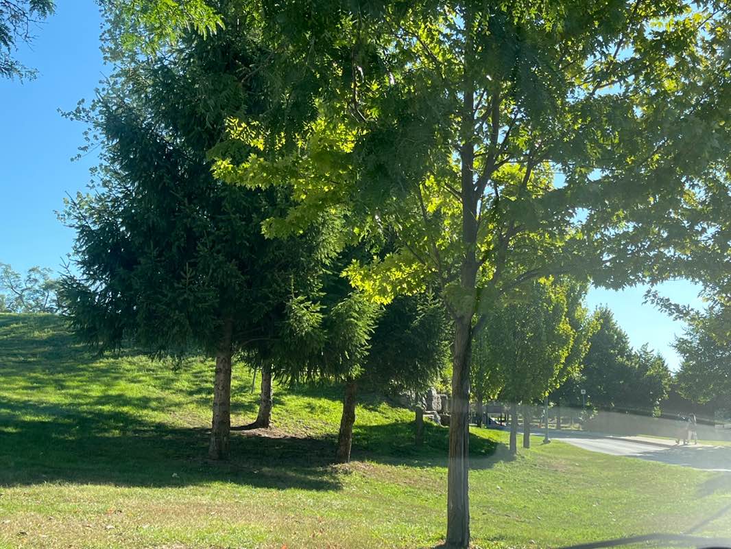 walking near me in Central Park in autumn
