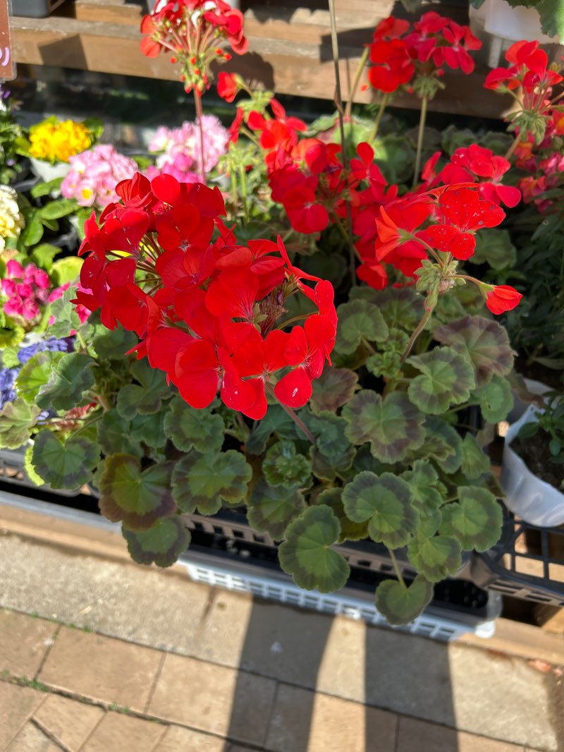 walking near me in MFLP船橋　パークエリア（2021年完成予定） in winter