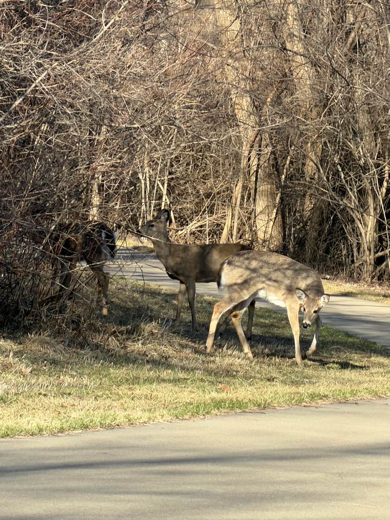 walking near me in North Ridge Park in spring