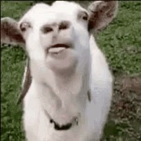 吉巴超人MVP profile