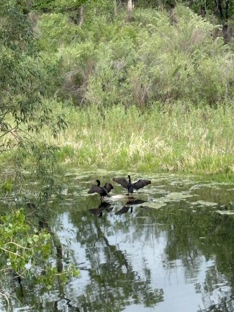 walking near me in Reynolds Landing in summer