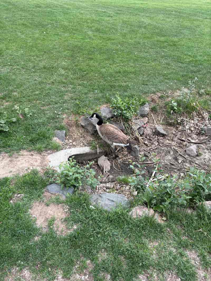 walking near me in Gallup Park in summer