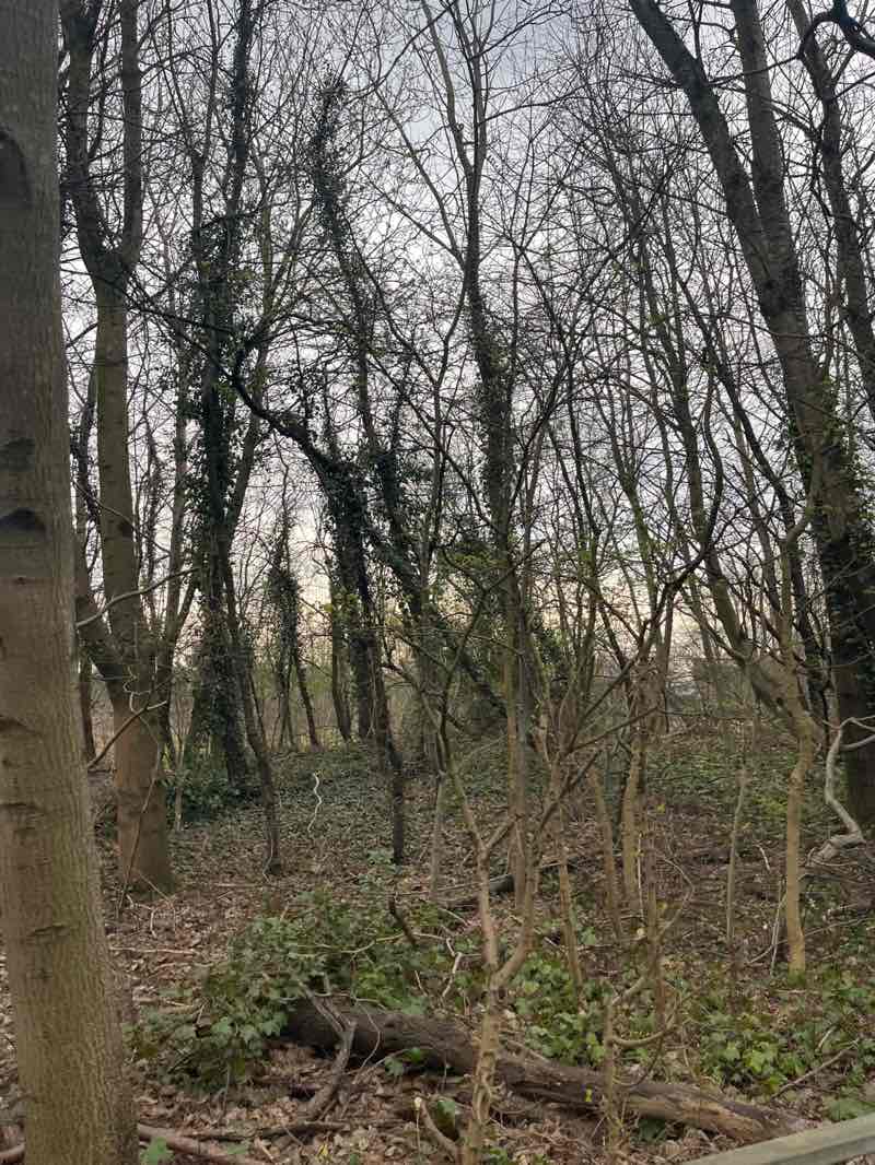 walking near me in Auldhouse Park in spring