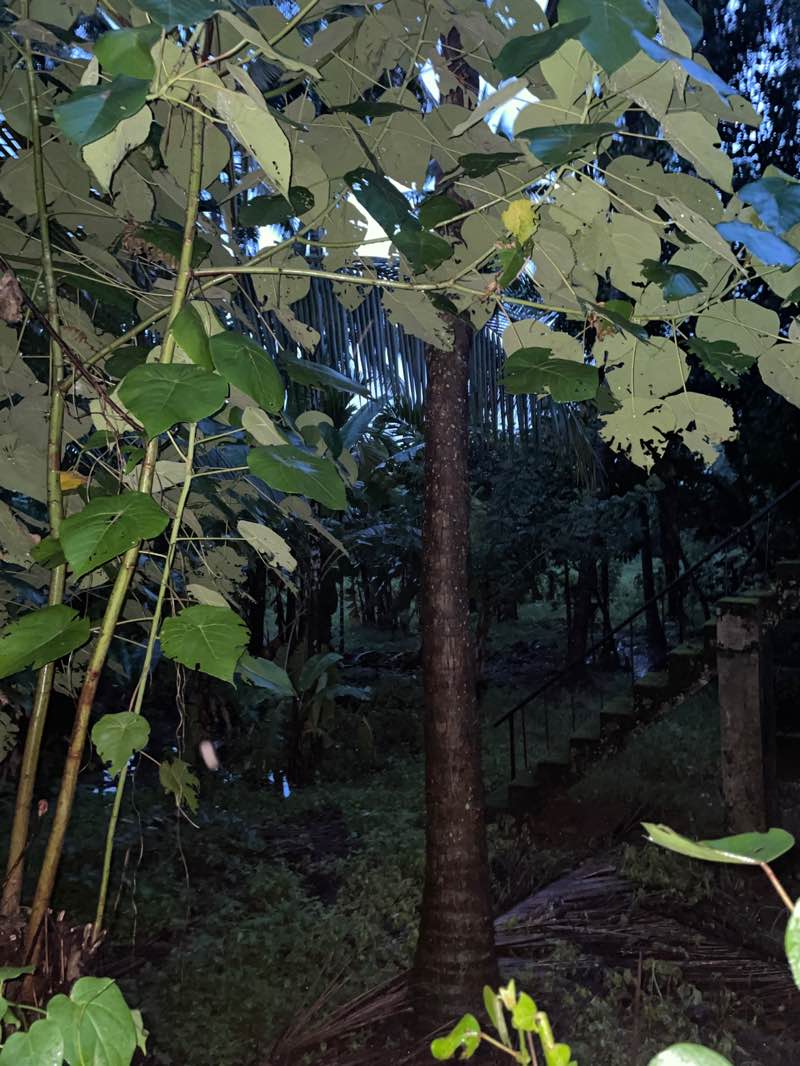 walking near me in Kurinjakkal Thuruth in summer