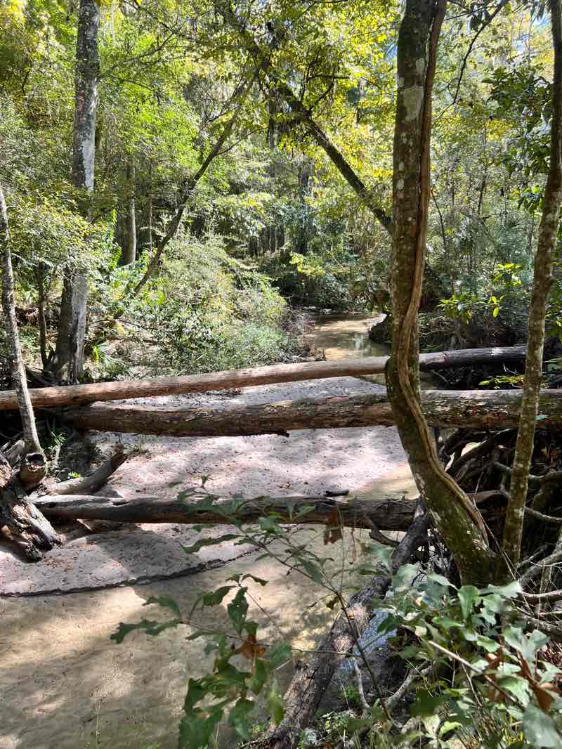walking near me in Loblolly Woods South in autumn
