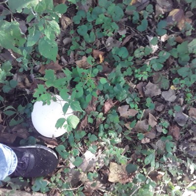 Anthony Buoscio post 1