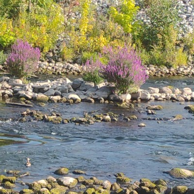 Anthony Buoscio post 2