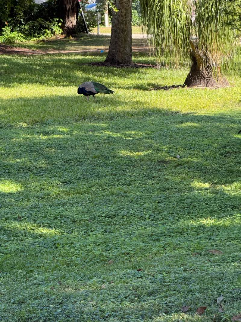 walking near me in Killarney Station in autumn