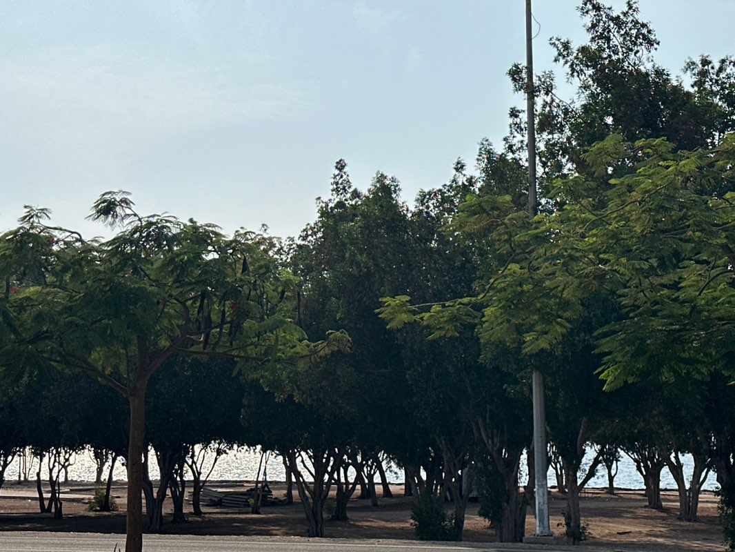 walking near me in حديقة الامير in autumn