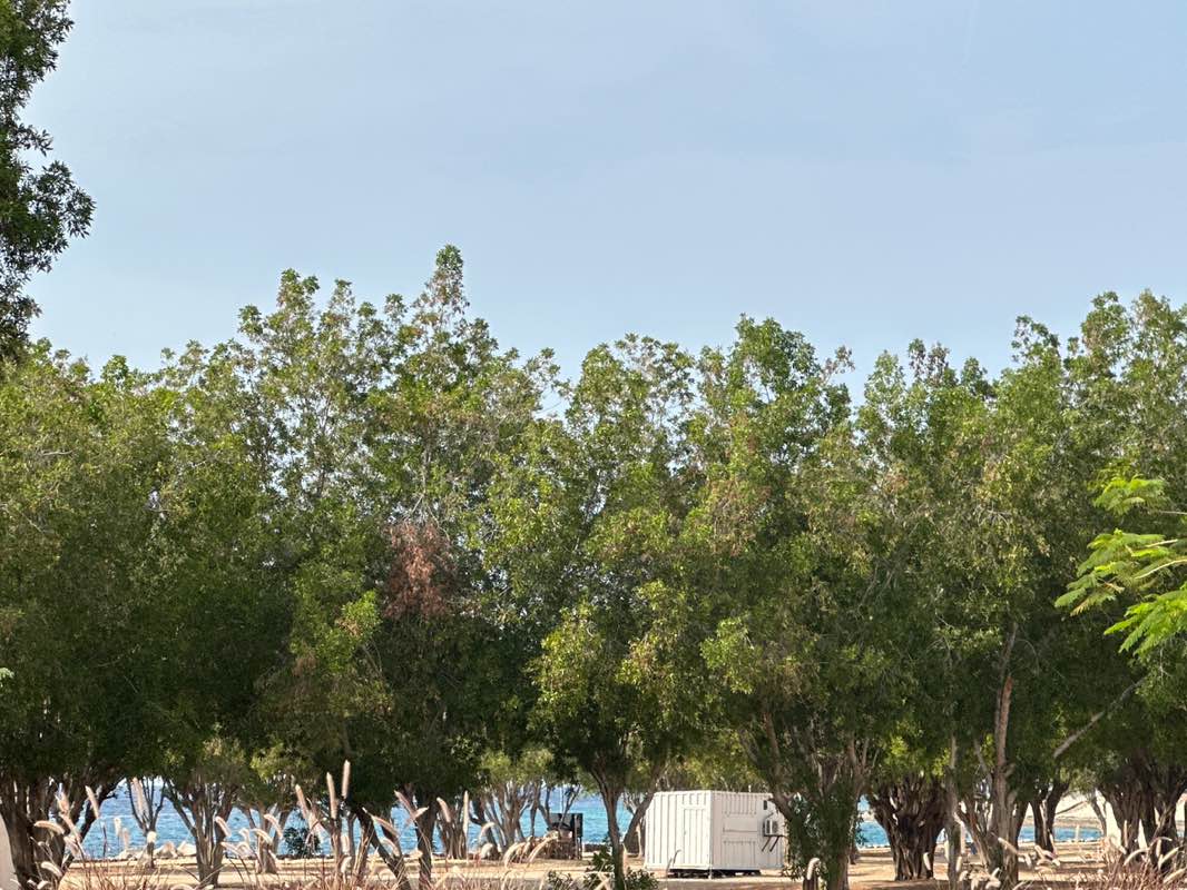 walking near me in حديقة الامير in winter