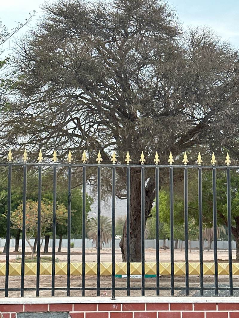 walking near me in Ain Madhab Park in summer