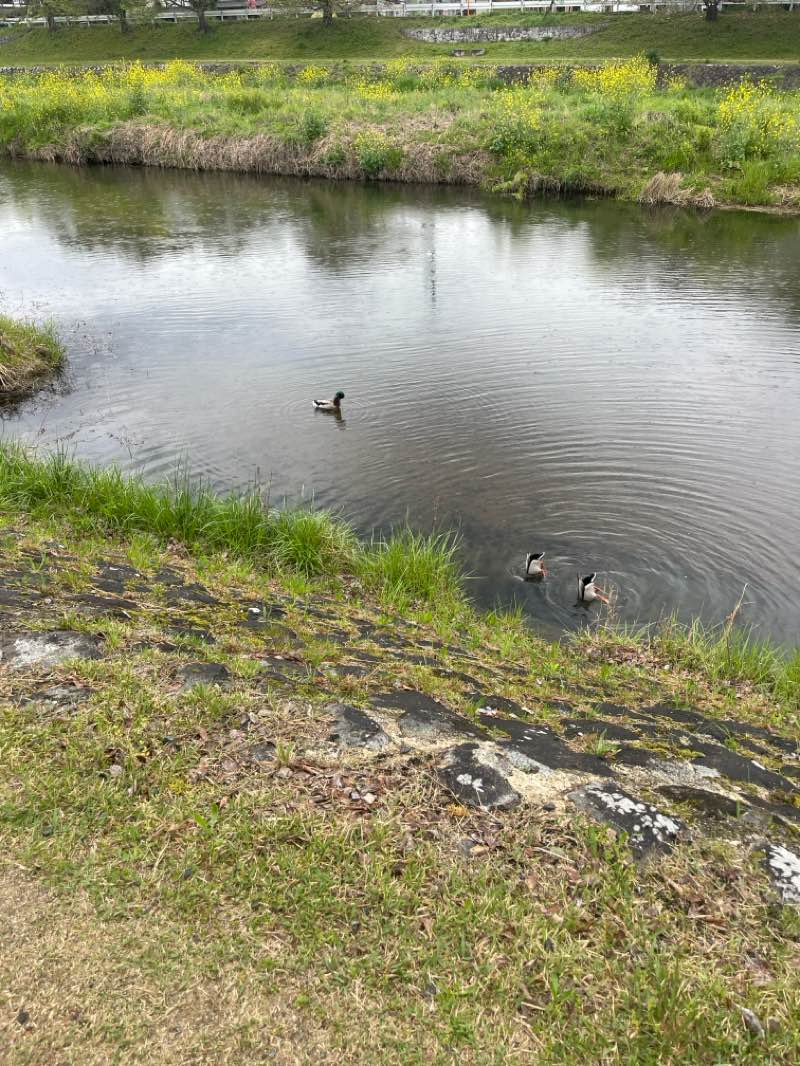 walking near me in 鴨川公園 in spring