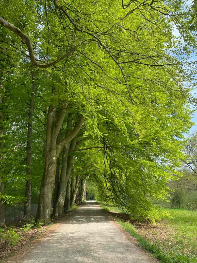 walking near me in Ålebækken Ruinpark in winter