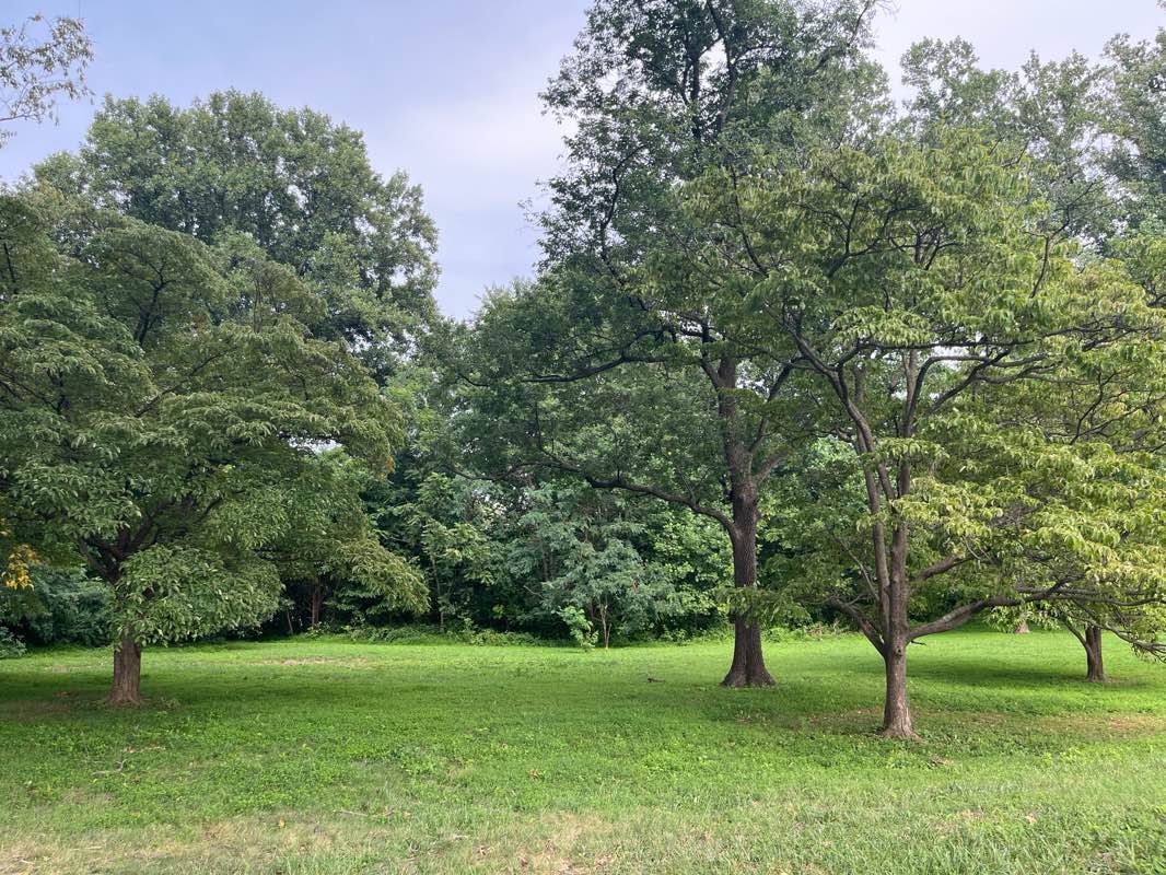 walking near me in Borge Street Park in summer
