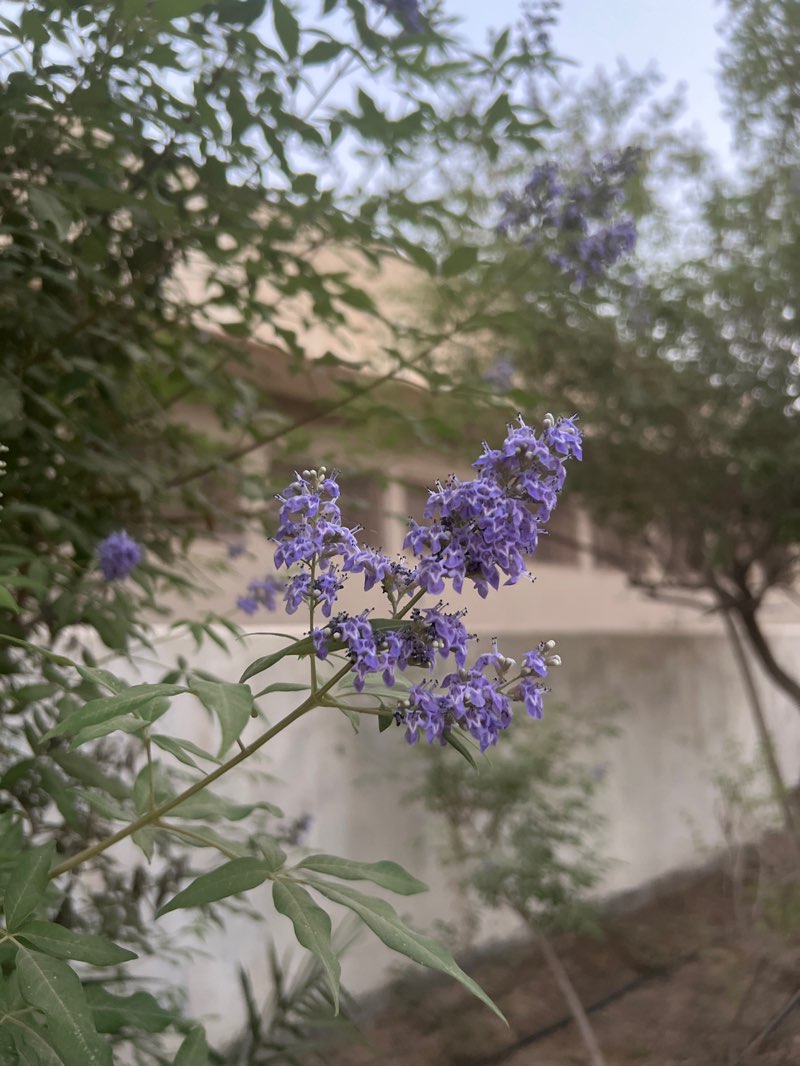 walking near me in Rumaithiya Public Park of Block 8 in spring