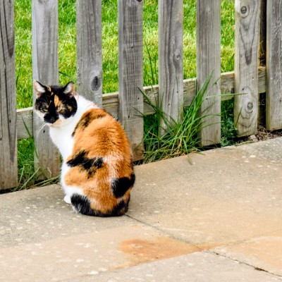 KOSTEK1910RTS post 2