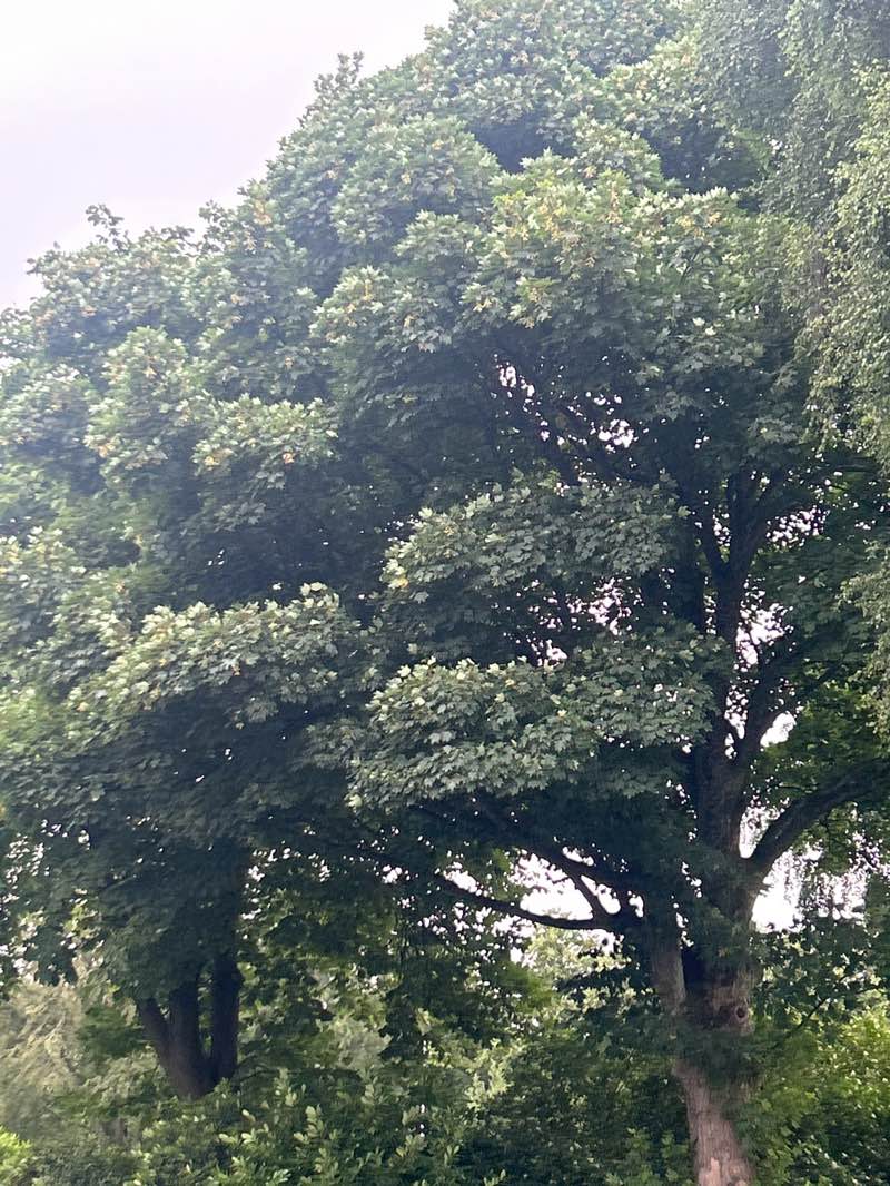 walking near me in Robertson Park in summer