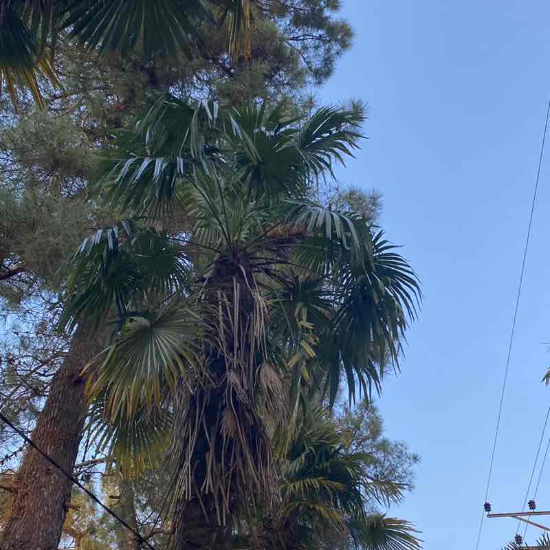 Igor Nekrasov post 2