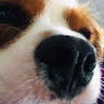 Abby