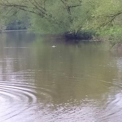 Chris.Nicholes post 3