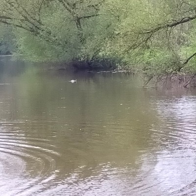 Chris.Nicholes post 2