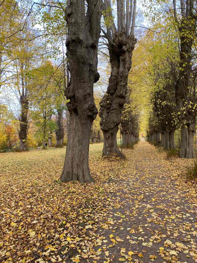 walking near me in Jersbeker Barockpark in autumn