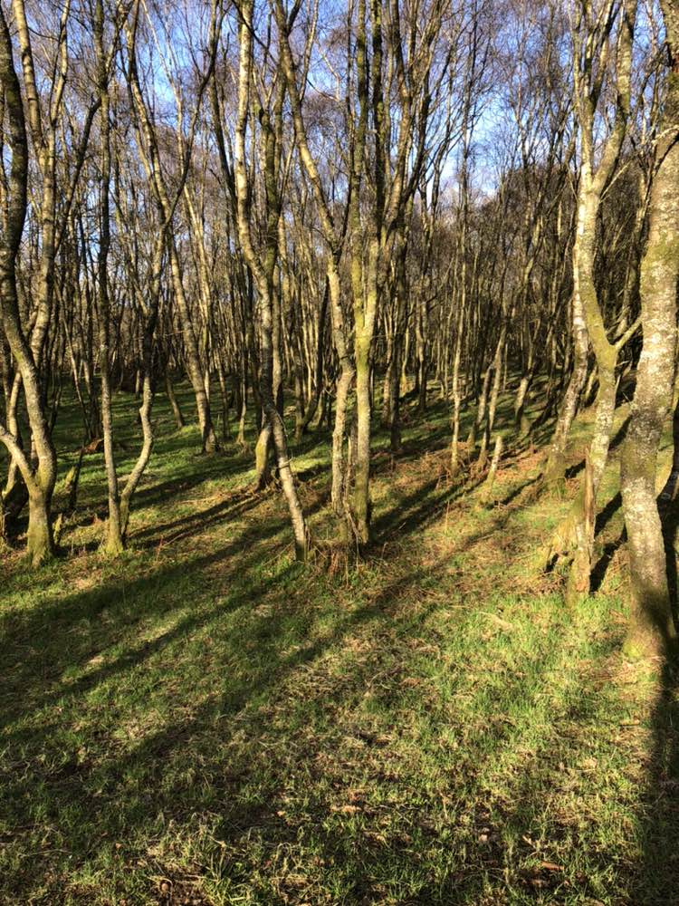 walking near me in Mugdock Country Park in spring