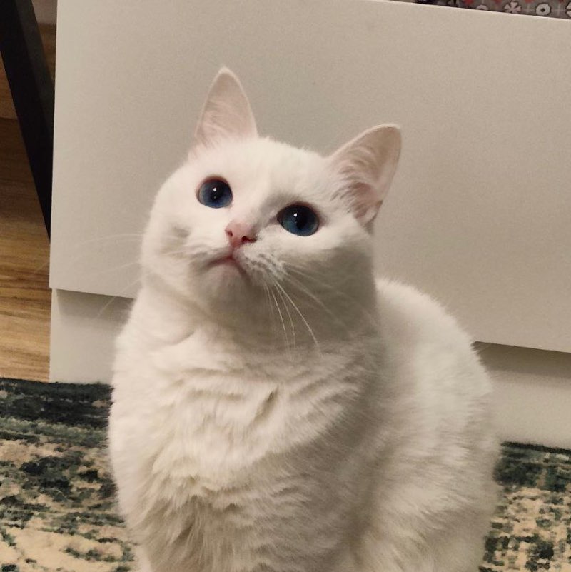 Неонилла profile