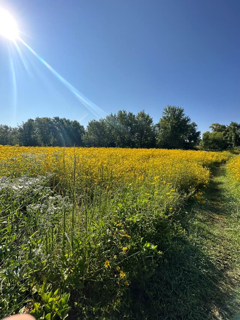 walking near me in Underwood Park in autumn
