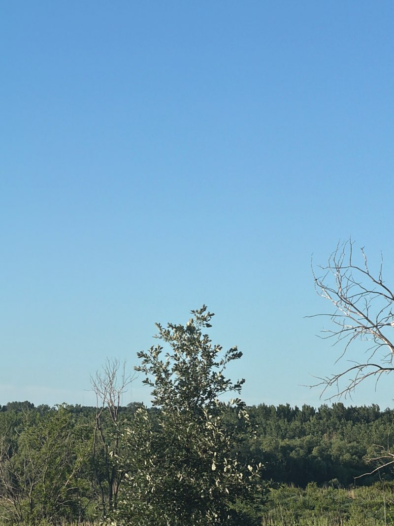 walking near me in Ada Hayden Heritage Park in summer