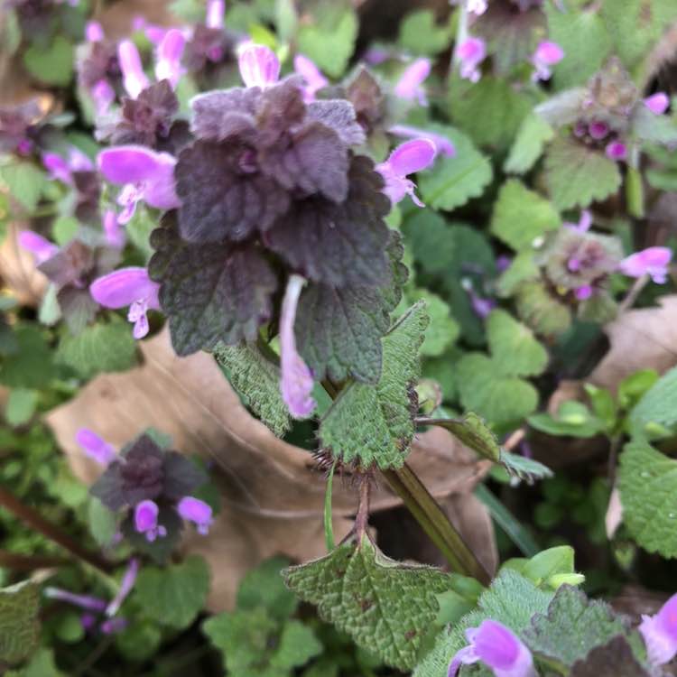 wandelplezier jacqueline post image