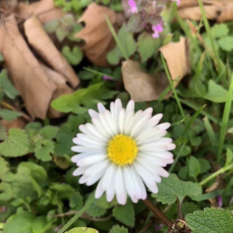 wandelplezier jacqueline post image