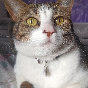 Olga Tique- CCO 🇨🇴✨💜 profile