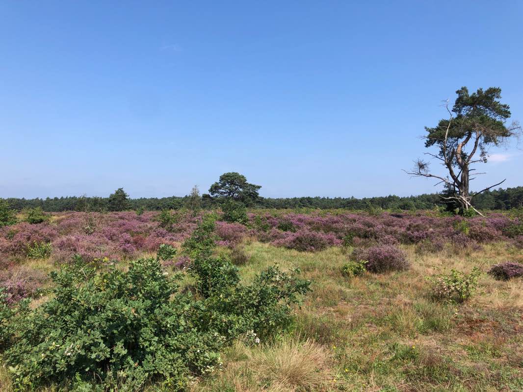 walking near me in Mheenpark in winter