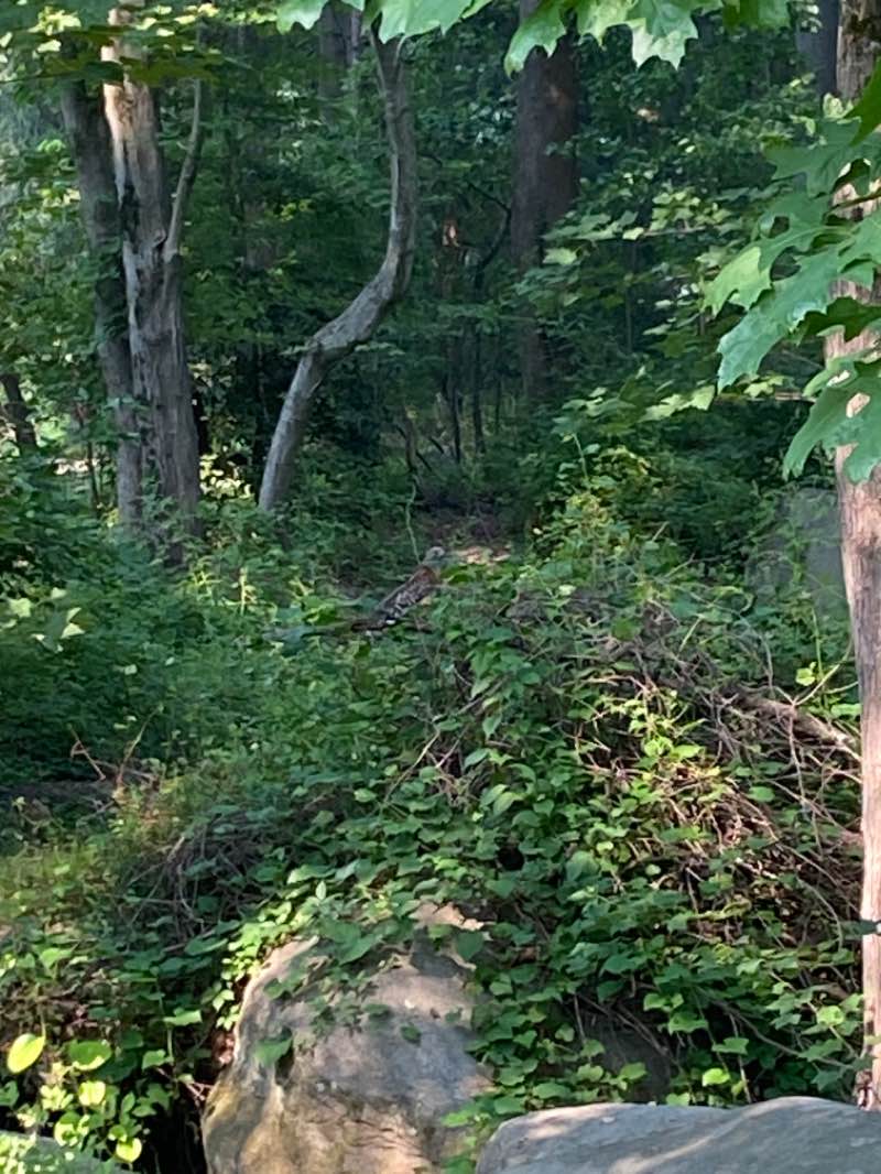 walking near me in Hawthorn Park in winter