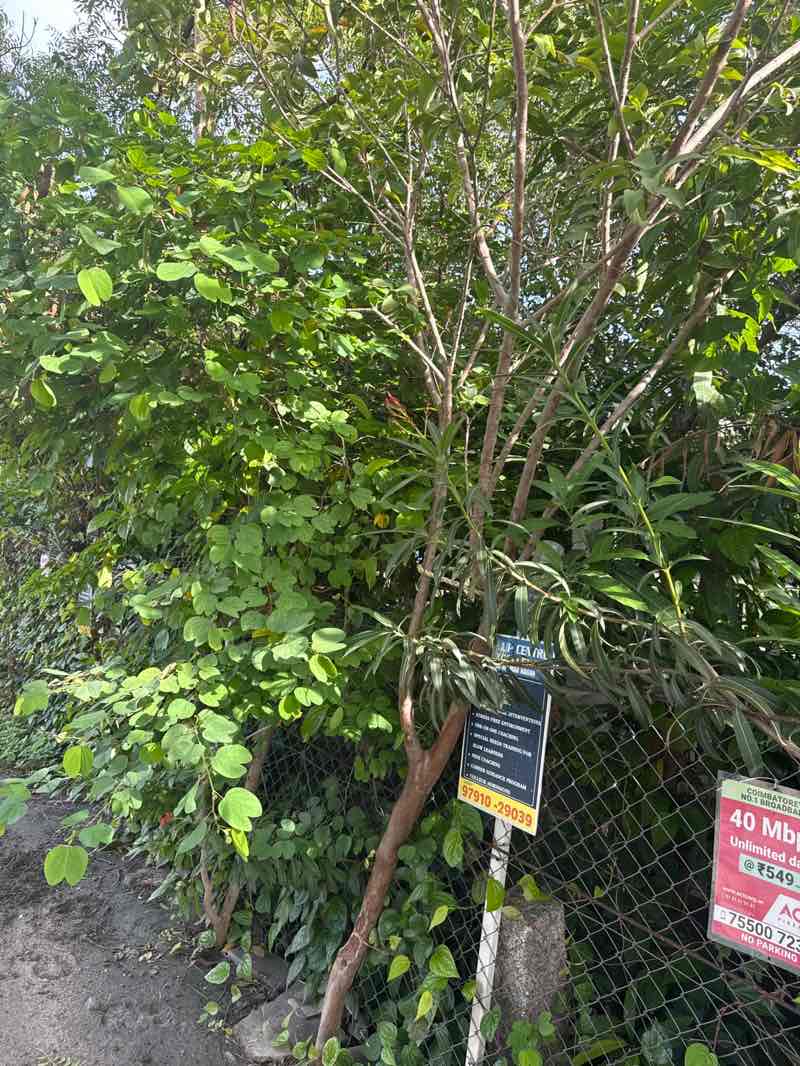 walking near me in 7th Bus Stop Government Park in summer