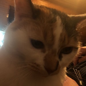 Heiko Ulrich profile