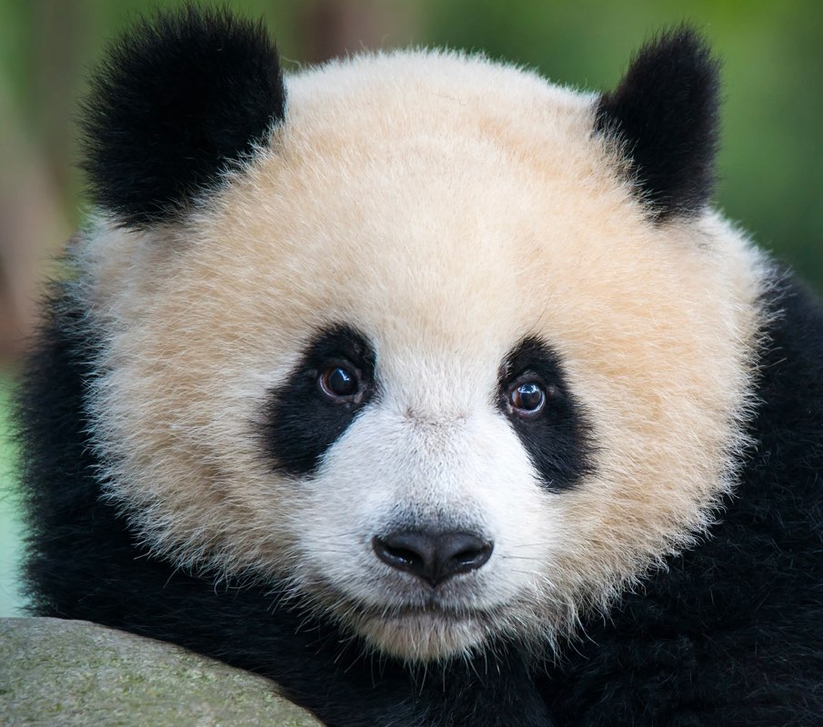 panda