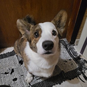 Aleksandra Agisheva icon