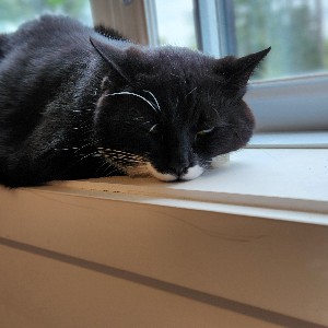 gui-theisland profile