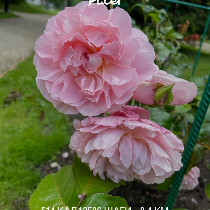 Анастасия post 1