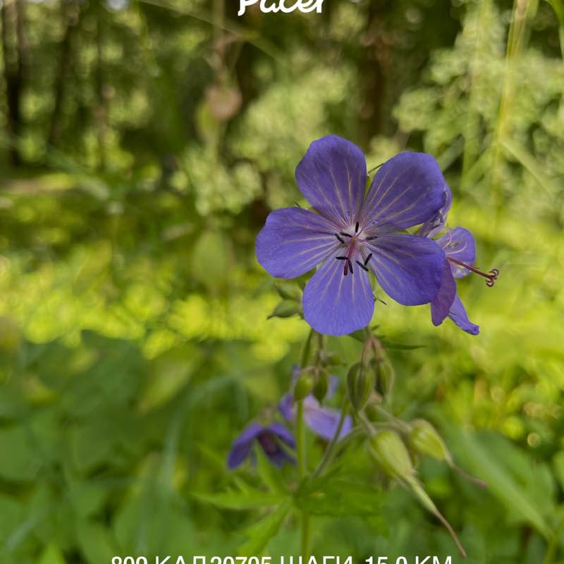 Анастасия post 1