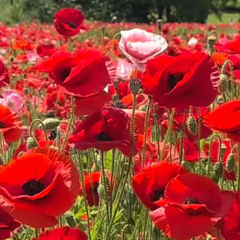 Attyla 5️⃣ 🇮🇹🔝💪 post 2