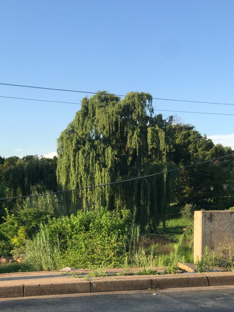 walking near me in Robyn Park in spring