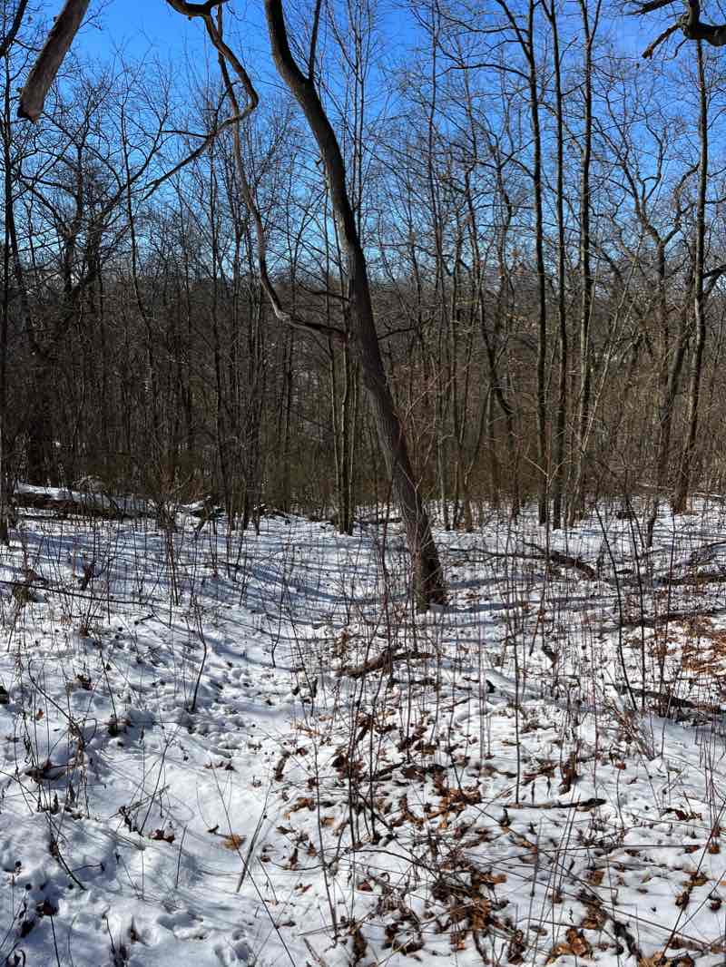 walking near me in High Park in winter